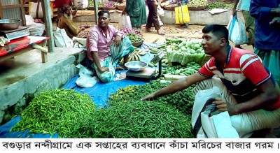 নন্দীগ্রামে এক সপ্তাহের ব্যবধানে কাঁচা মরিচের বাজার গরম
